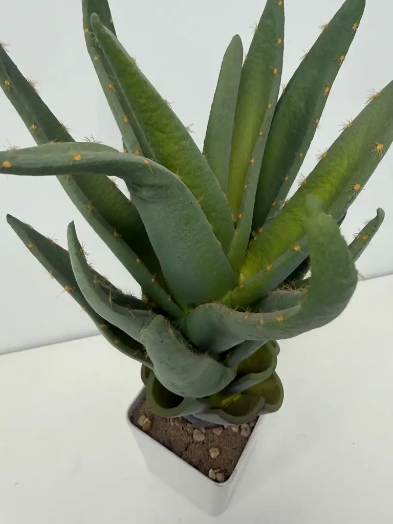 Aloe In Pot Modern Home Décor - View 2