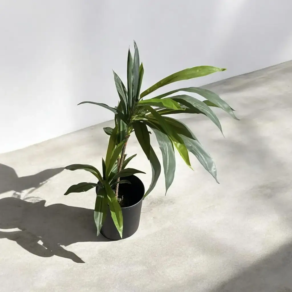 Artificial Yucca Plant In Black Pot