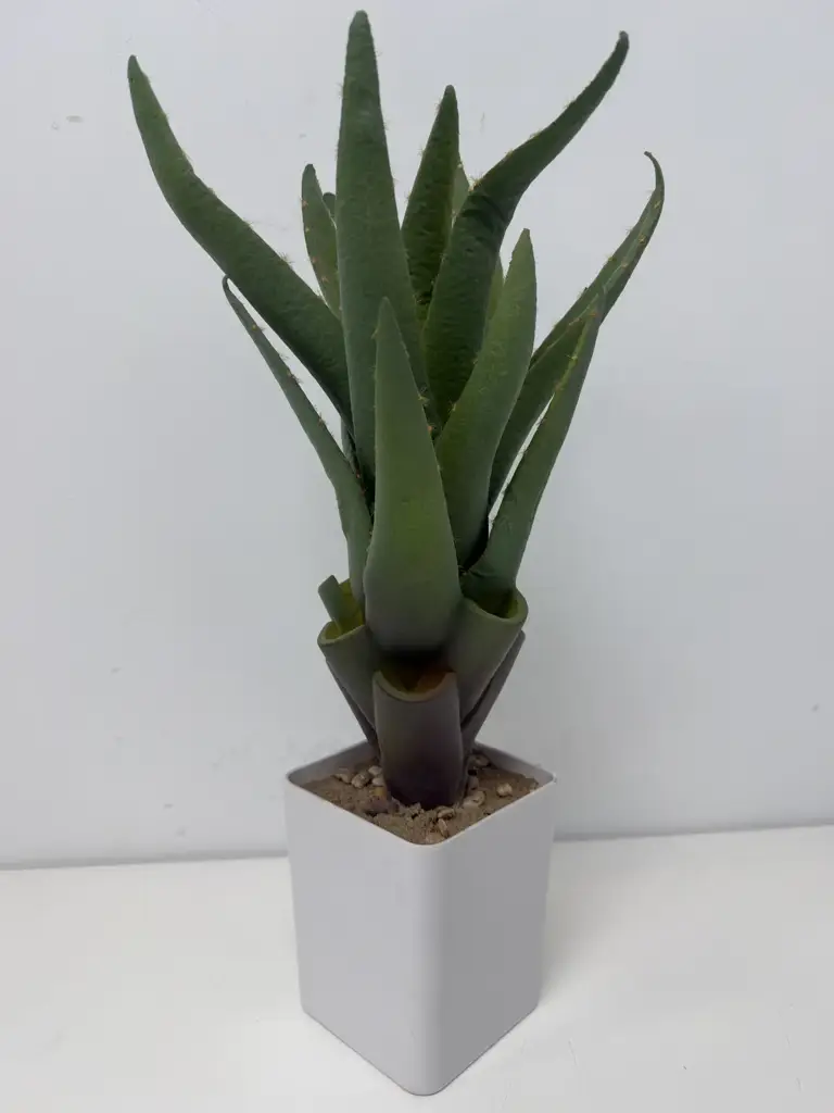 Aloe In Pot Modern Home Décor